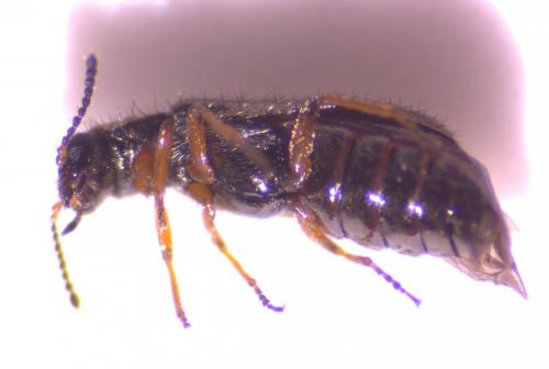 Dasytes sp.
